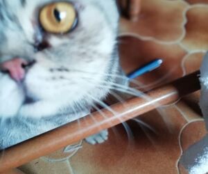 lu