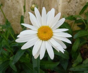 Marga
