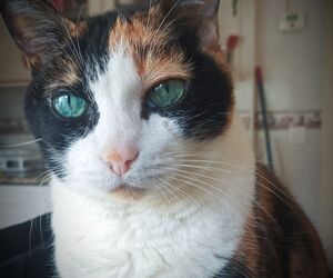 Susana