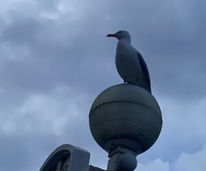 ANA
