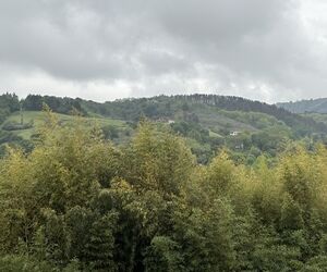 Anaya