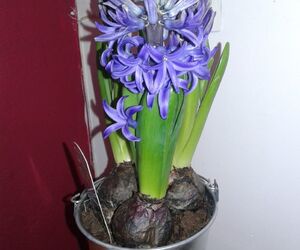 Flordeloto