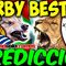 derby
